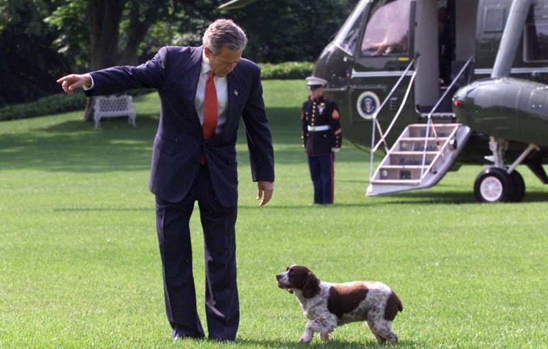 George W. Bush dog is a Spaniel