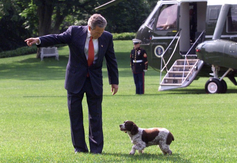 George W. Bush dog is a Spaniel